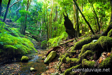 Bosque del Cedro. Parque Nacional de Garajonay. La Gomera.